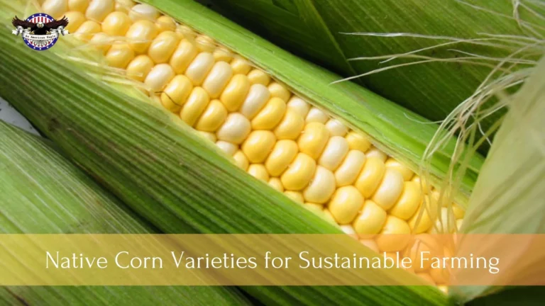 Native Corn Varieties for Sustainable Farming